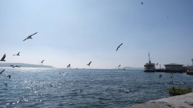04.03.2021 İstanbul. Hindi. İstanbul Boğazı 'nda martılar ve güvercinler uçuyor. feribot ve gemiler güneşli bir günde liman ve limanda.