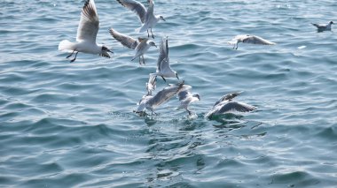 Bosphorus istanbul 'da martı grupları. Martılar denizde uçuyor ve suya iniyor..