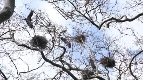 Huge Birds Pelicans Park Istanbul Gulhane Park Istanbul Birds Nest — Stock Video