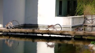 Halka kuyruklu Lemur grupları ve onların yansımaları hayvanat bahçesindeki küçük bir gölette. Evlerinin kapısıyla birlikte tahtadan yapılmış bir köprüde koşuyorlar..