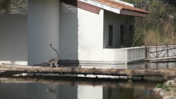 Halka Kuyruklu Lemur Grupları Onların Yansımaları Hayvanat Bahçesindeki Küçük Bir — Stok video