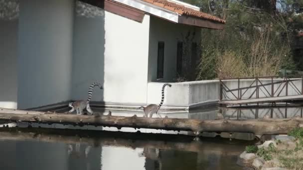 Групи Довгохвостих Лемурів Відображення Маленькому Ставку Зоопарку Вони Біжать Мосту — стокове відео