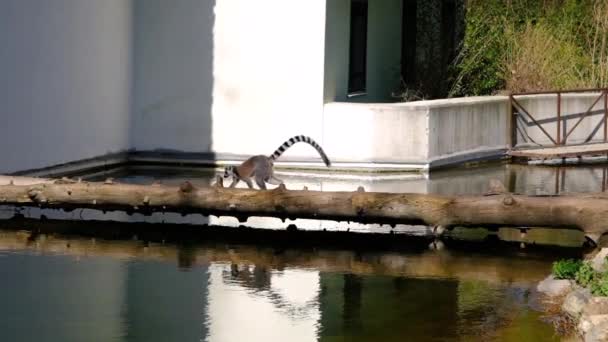 Groups Ring Tailed Lemurs Reflection Small Pond Zoo Running Bridge — Stock Video