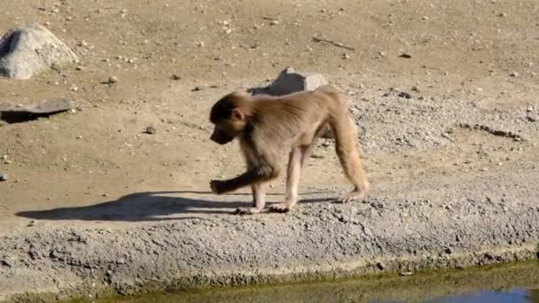 Joven Babuino Mono Caminando Cerca Del Pequeño Estanque Lago Mono — Vídeo de stock