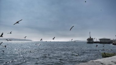 Türkiye istanbul 04.03.2021 iç taşımacılık gemisi ve feribotu sabahın erken saatlerinde martılar ve kuşlarla birlikte turkuaz renkli denizde.