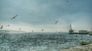 Türkiye istanbul 04.03.2021 iç taşımacılık gemisi ve feribotu sabahın erken saatlerinde martılar ve kuşlarla birlikte turkuaz renkli denizde.