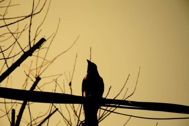 İstanbul 'da siyah ve sarı dalları olan siyah bir karga, kuzgun ve kuru ağaç dalları..