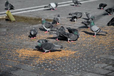 Beyazit istanbul 'daki kuş yemi ve yiyeceklerin üzerinde boyunlarında renkli yeşil ve mor tüyleri olan pek çok kuş, güvercin ve güvercin.