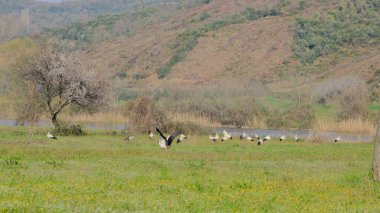 Karacabey Bursa 'daki sel baskını ormanı. Bir sürü kuş pelikanı. Nehir ve ağaçların yanındaki yeşil tarla üzerinde siyah beyaz leylek sürüleri..