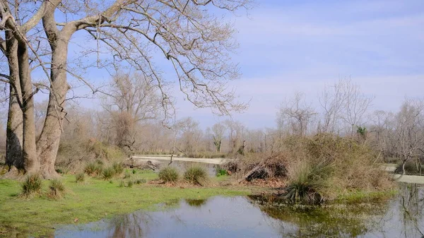 Cena Natureza Floresta Várzea Karacabey Bursa Árvores Secas Galhos Quebrados — Fotografia de Stock