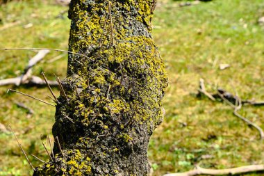Sel ovalarında ormandaki yosunlarla kaplanmış yaşlı ağaç gövdesi, doğal ve yeşil çimen arka planlı Karacabey Bursa hindisi.