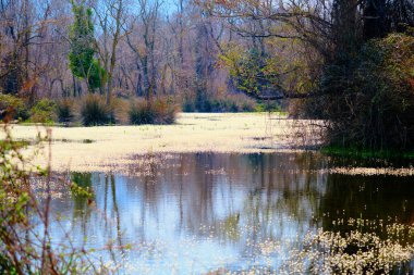 Karacabey Türkiye 'de sel yatağında doğa. Ağaçlar gökyüzüne kadar uzanıyor ve birçok bitki türü filizleniyor çalılar, bataklıklar ve ormanlar.