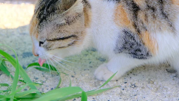 Yeşil Çimlerin Etrafındaki Küçük Renkli Kedi Dili Yalama — Stok fotoğraf