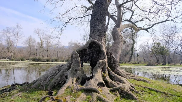 Huge Dried Withered Tree Floodplain Forest Karacabey Bursa Big Hole — Stock Photo, Image