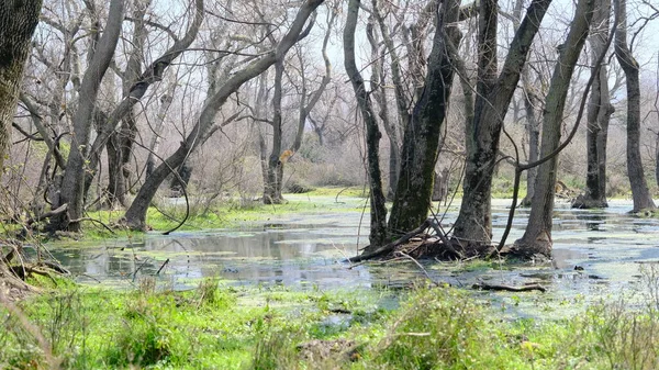 Floresta Várzea Karacabey Bursa Pequena Lagoa Coberta Por Enorme Quantidade — Fotografia de Stock