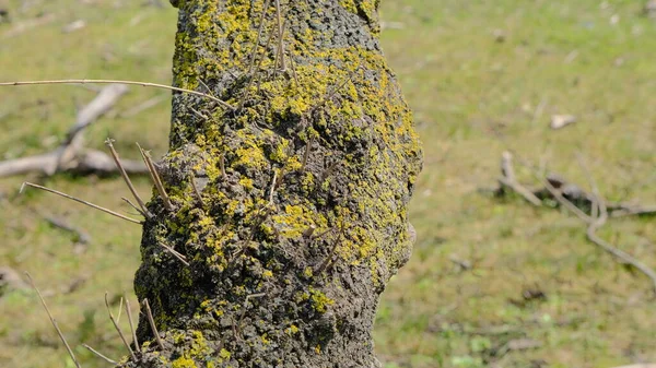 氾濫原の森の苔で覆われた古い木の体 カラカベイ ブルサ トルコ自然と緑の草の背景 — ストック写真