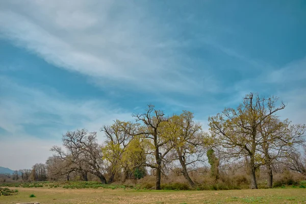 Nature Dans Plaine Inondable Karacabey Turquie Arbres Étend Ciel Nombreux — Photo