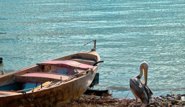 Güneşli bir günde Bursa 'daki uluabat gölünün önünde tek pelikan ve küçük balıkçı teknesi..