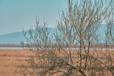 Karacabey Türkiye 'de sel yatağında doğa. Ağaçlar gökyüzüne kadar uzanıyor ve birçok bitki türü filizleniyor çalılar, bataklıklar ve ormanlar.