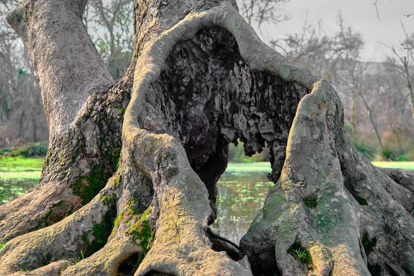 Величезне Сухе Сухе Дерево Затоплених Лісах Каракабей Бурса Всередині Тіла — стокове фото