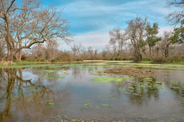 Bosque Llanura Inundable Karacabey Bursa Pequeño Estanque Cubierto Por Una —  Fotos de Stock