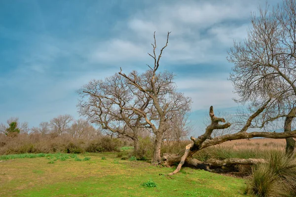 Naturen Slätten Karacabey Turkiet Träd Sträcker Sig Till Himlen Och — Stockfoto