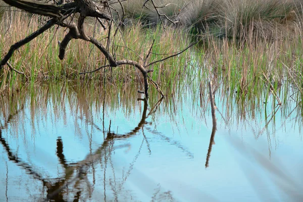 Escena Natural Bosque Llanuras Aluviales Karacabey Bursa Árboles Secos Ramas — Foto de Stock