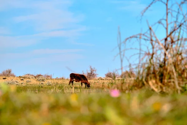 Vaca Única Atrás Flor Plantas Secas Campo Agrícola Karacabey Bursa — Fotografia de Stock