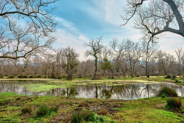 Floresta Várzea Karacabey Bursa Pequena Lagoa Coberta Por Enorme Quantidade — Fotografia de Stock