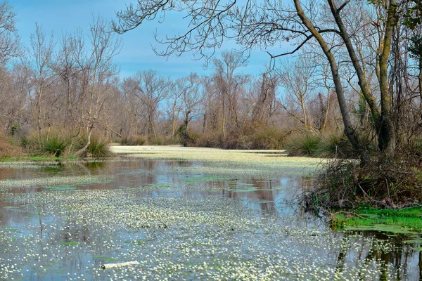 Auenwald Karacabey Bursa Und Kleiner Teich Mit Riesigen Weißen Gänseblümchenblümchen — Stockfoto