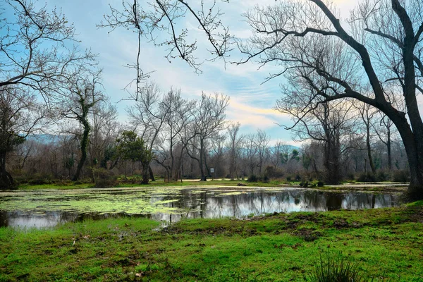 Bosque Llanura Inundable Karacabey Bursa Pequeño Estanque Cubierto Por Una — Foto de Stock