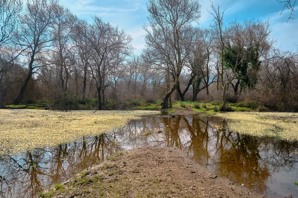 Karacabey Bursa Daki Sel Yatağı Ormanı Küçük Gölet Yosun Bataklık — Stok fotoğraf
