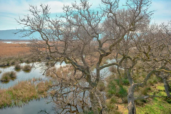 Naturszene Auenwald Karacabey Bursa Getrocknete Bäume Und Abgebrochene Äste Mit — Stockfoto