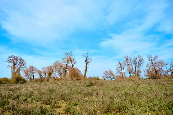 Brett Natur Och Jordbruksfält Med Enorma Träd Och Blå Himmel — Stockfoto