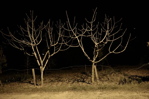 가로등으로 번개를 무서운 장면처럼 밤중에 사진을 찍음으로써 나무들이 시들고 나뭇가지들 — 스톡 사진