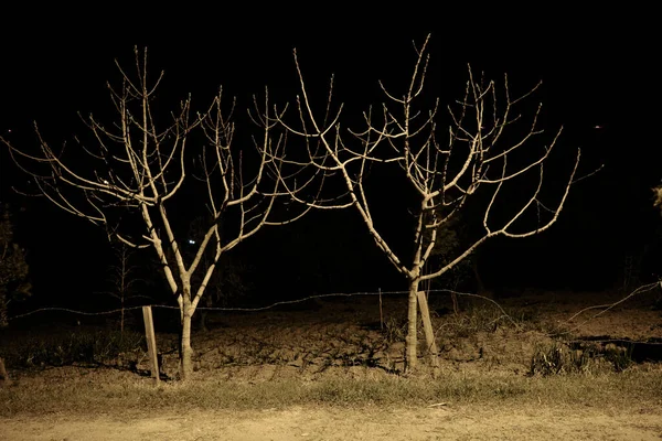 Grupo Árboles Marchitos Secos Rama Tomando Fotos Medio Noche Como —  Fotos de Stock