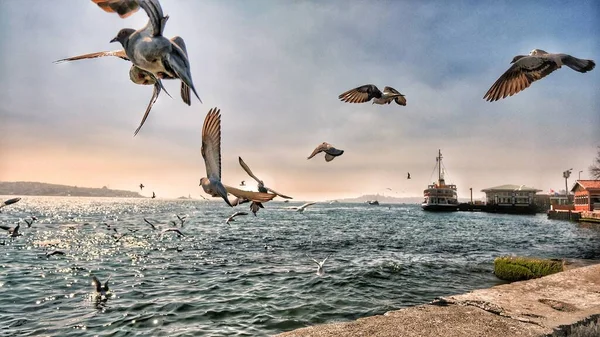 Groepen Duiven Meeuwen Die Istanbul Bosporus Vliegen Met Passagiersveerboot Scheepsachtergrond — Stockfoto
