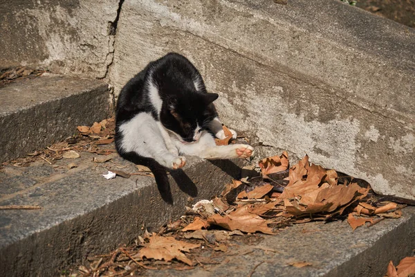 Svart Och Vit Katt Sitter Grus Trappor Täckt Torkade Blad — Stockfoto