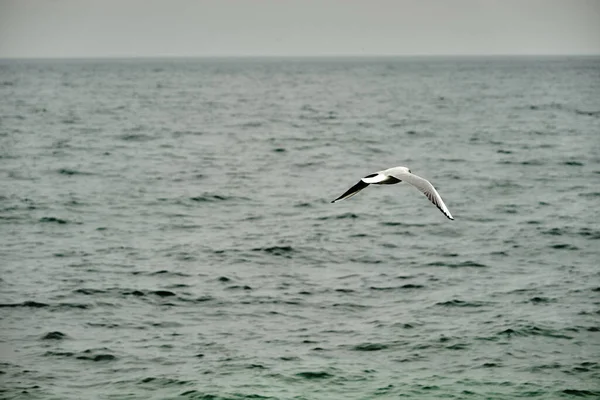 Einzelne Möwen Fliegen Bei Bewölktem Und Regnerischem Wetter Über Das — Stockfoto