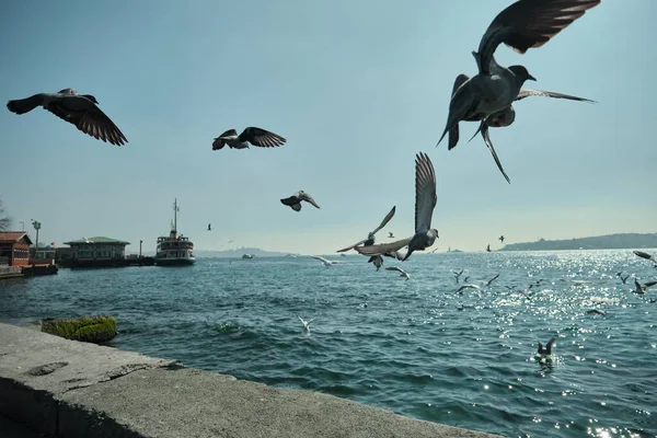 Groepen Duiven Meeuwen Die Istanbul Bosporus Vliegen Met Passagiersveerboot Scheepsachtergrond — Stockfoto