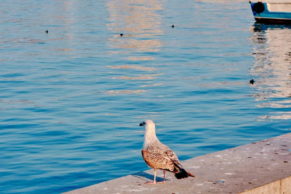 Enkelvoudige Enorme Meeuw Vogel Staande Betonnen Haven Haven Van Kadikoy — Stockfoto