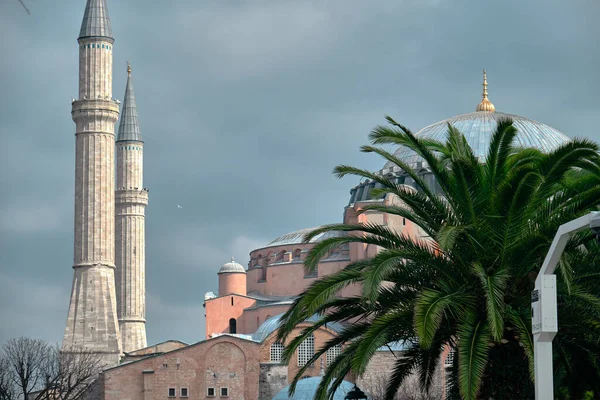 Hagia Sophia Moské Och Gammalt Museum Bakom Palmen Med Mulen — Stockfoto