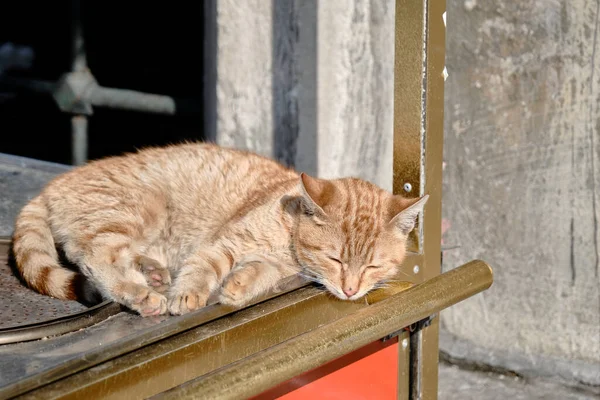 カラフルなオレンジと白い羽の猫がストリートフードの販売で寝ています — ストック写真