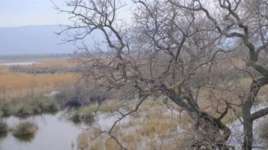 Karacabey Türkiye 'de sel yatağında doğa. Ağaçlar gökyüzüne kadar uzanıyor ve birçok bitki türü filizleniyor çalılar, bataklıklar ve ormanlar.