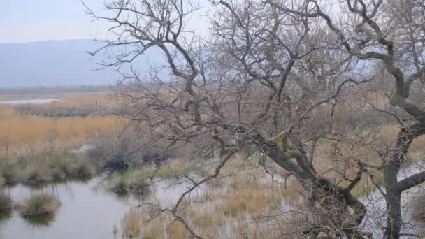 Natura Pianura Alluvionale Karacabey Turchia Alberi Estende Cielo Molti Tipi — Video Stock