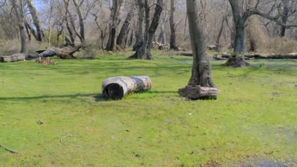 Természeti Jelenet Ártéri Erdőben Karakej Bursában Szárított Fák Törött Ágak — Stock videók