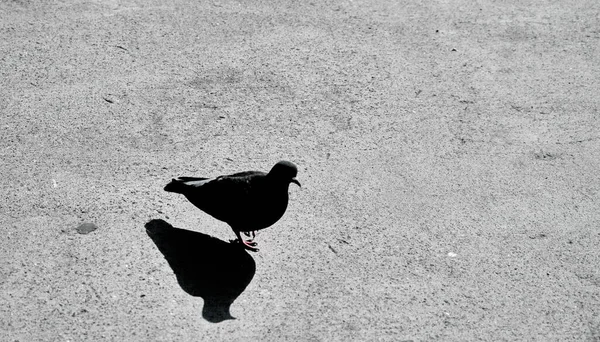 Foto Preto Branco Uma Única Pomba Pombo Suas Sombras Chão — Fotografia de Stock