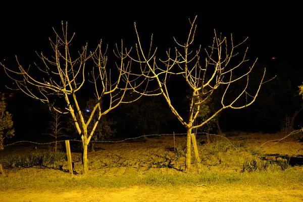 Grupo Árvores Secou Secou Ramo Tirando Foto Meio Noite Como — Fotografia de Stock