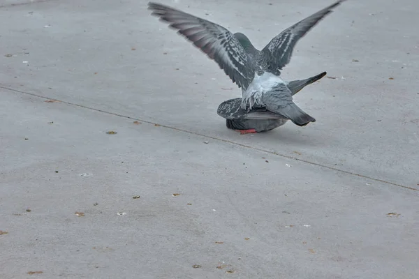 Two Pieces Doves Pigeons Standing White Concrete Ground One Dove — Stock Photo, Image