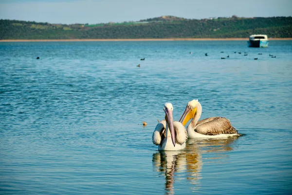 Güneşli bir günde, Uluabat Gölü 'nde iki pelikan ve leylek var. Golyazi Bursa' da da eski tekneler var..